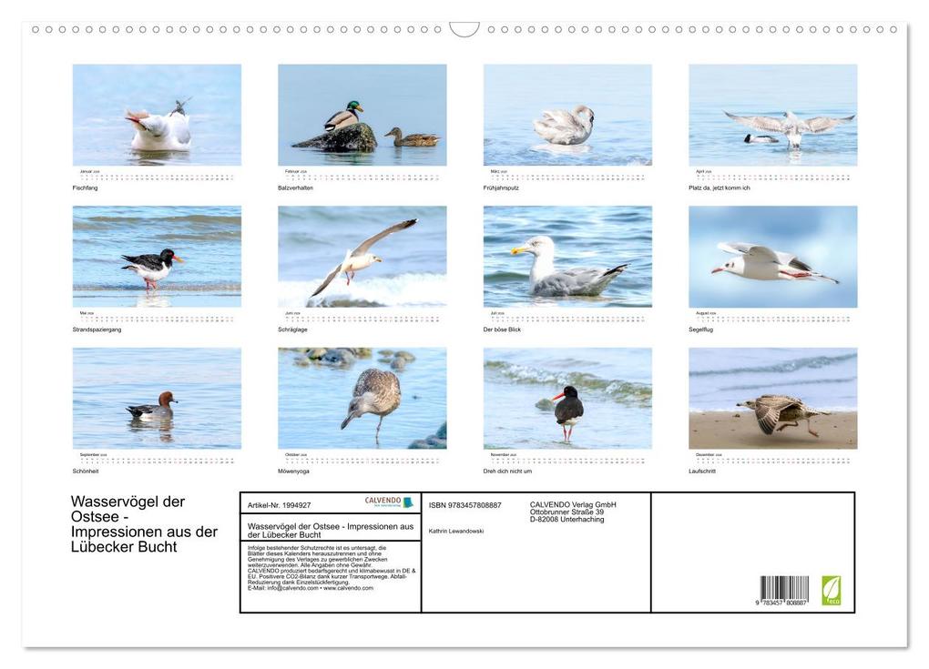 Weitere Ansicht: Wasservögel der Ostsee - Impressionen aus der Lübecker Bucht (Wandkalender 2026 DIN A2 quer), CALVENDO Monatskalender | Fotodesign Kathrin Lewandowski, Calvendo
