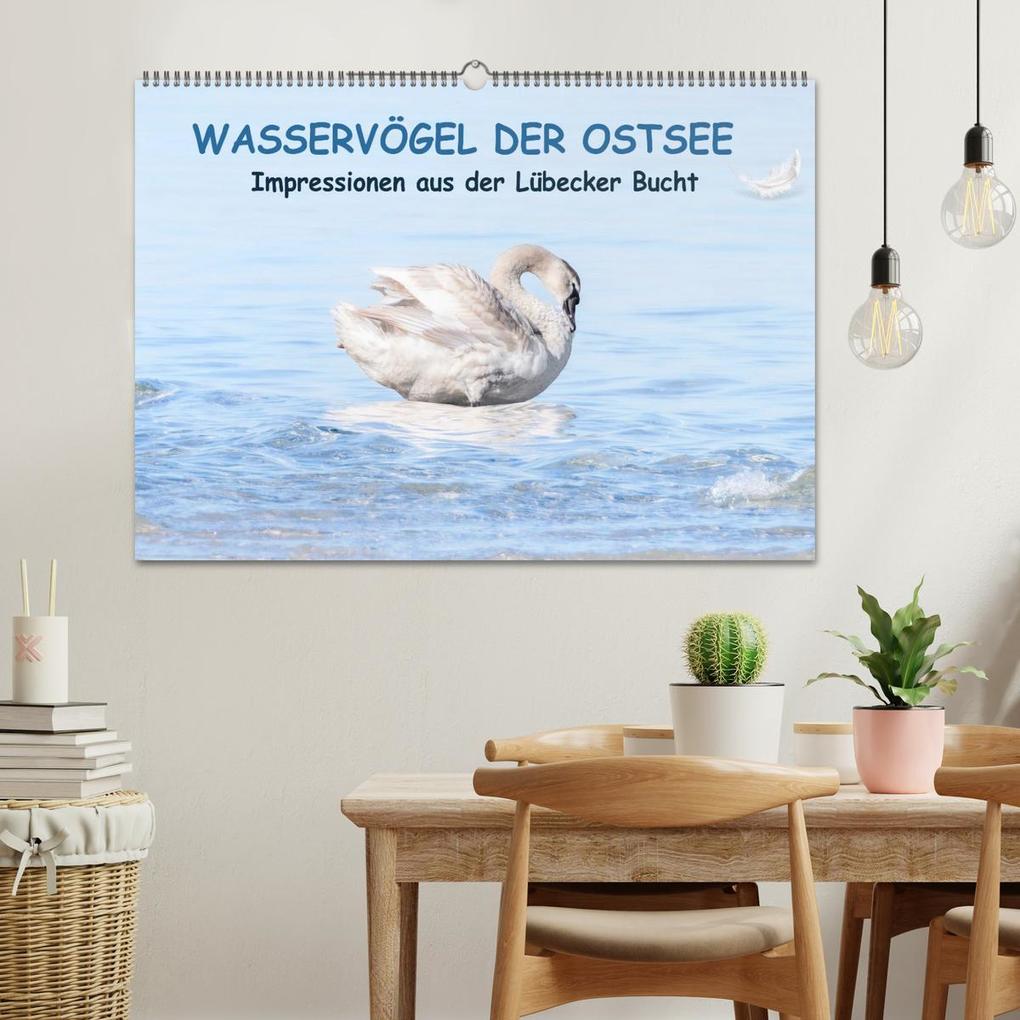 Weitere Ansicht: Wasservögel der Ostsee - Impressionen aus der Lübecker Bucht (Wandkalender 2026 DIN A2 quer), CALVENDO Monatskalender | Fotodesign Kathrin Lewandowski, Calvendo