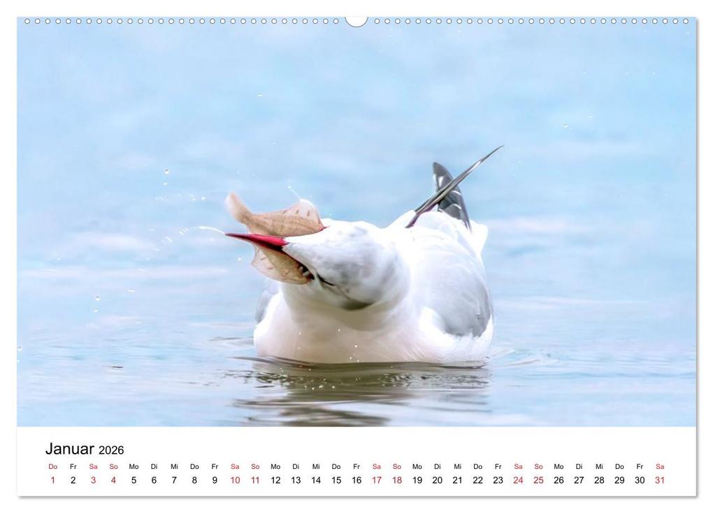 Weitere Ansicht: Wasservögel der Ostsee - Impressionen aus der Lübecker Bucht (Wandkalender 2026 DIN A2 quer), CALVENDO Monatskalender | Fotodesign Kathrin Lewandowski, Calvendo