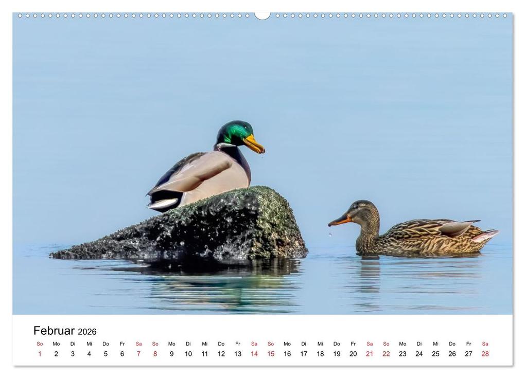 Weitere Ansicht: Wasservögel der Ostsee - Impressionen aus der Lübecker Bucht (Wandkalender 2026 DIN A2 quer), CALVENDO Monatskalender | Fotodesign Kathrin Lewandowski, Calvendo