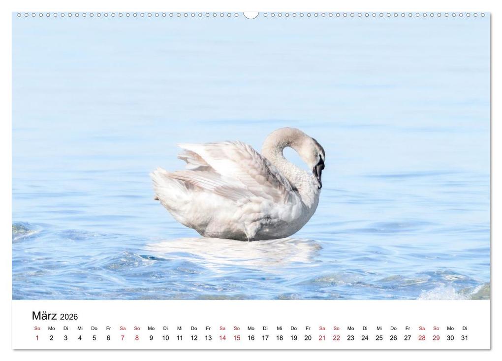 Weitere Ansicht: Wasservögel der Ostsee - Impressionen aus der Lübecker Bucht (Wandkalender 2026 DIN A2 quer), CALVENDO Monatskalender | Fotodesign Kathrin Lewandowski, Calvendo