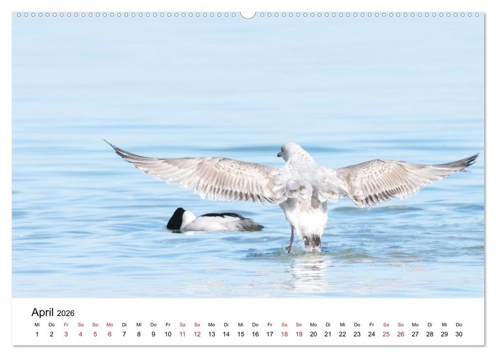 Weitere Ansicht: Wasservögel der Ostsee - Impressionen aus der Lübecker Bucht (Wandkalender 2026 DIN A2 quer), CALVENDO Monatskalender | Fotodesign Kathrin Lewandowski, Calvendo