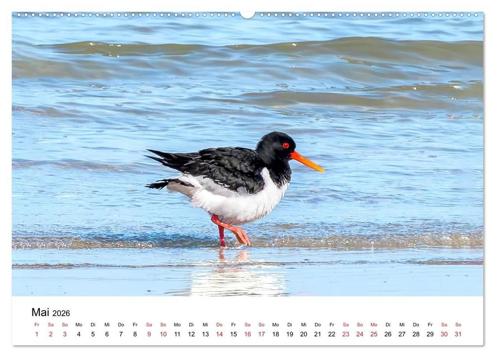 Weitere Ansicht: Wasservögel der Ostsee - Impressionen aus der Lübecker Bucht (Wandkalender 2026 DIN A2 quer), CALVENDO Monatskalender | Fotodesign Kathrin Lewandowski, Calvendo