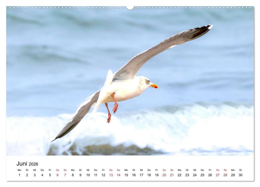 Weitere Ansicht: Wasservögel der Ostsee - Impressionen aus der Lübecker Bucht (Wandkalender 2026 DIN A2 quer), CALVENDO Monatskalender | Fotodesign Kathrin Lewandowski, Calvendo