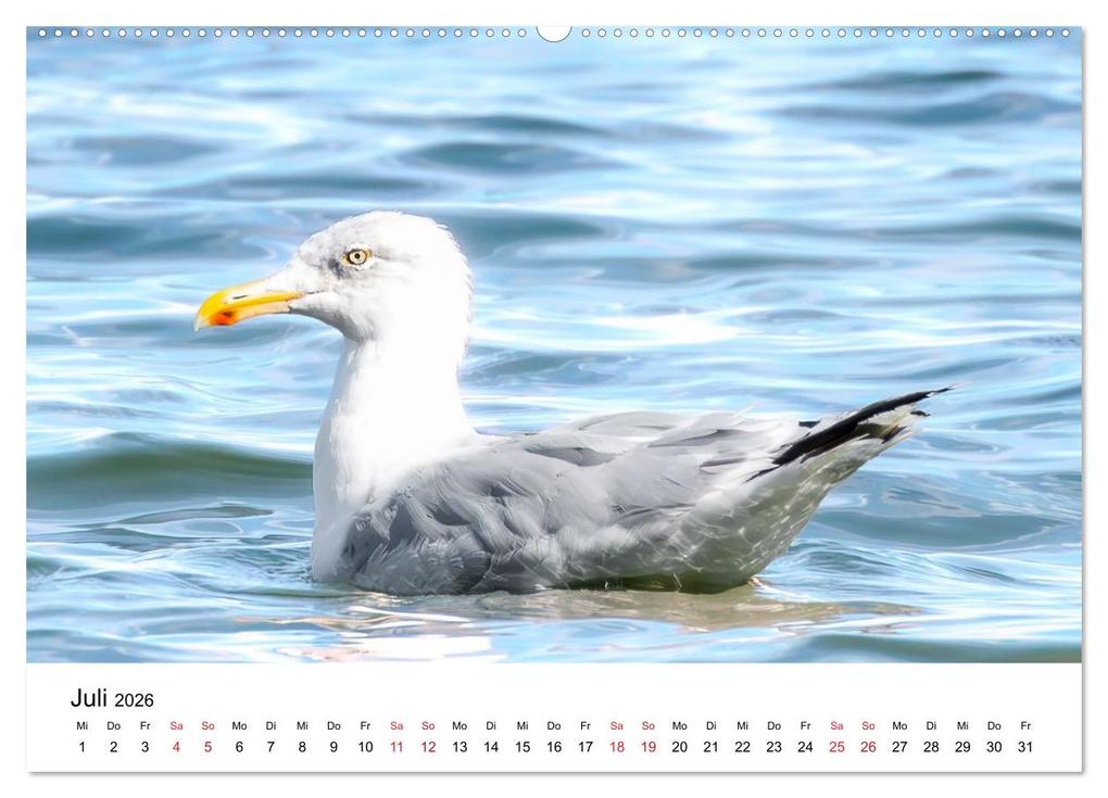 Weitere Ansicht: Wasservögel der Ostsee - Impressionen aus der Lübecker Bucht (Wandkalender 2026 DIN A2 quer), CALVENDO Monatskalender | Fotodesign Kathrin Lewandowski, Calvendo
