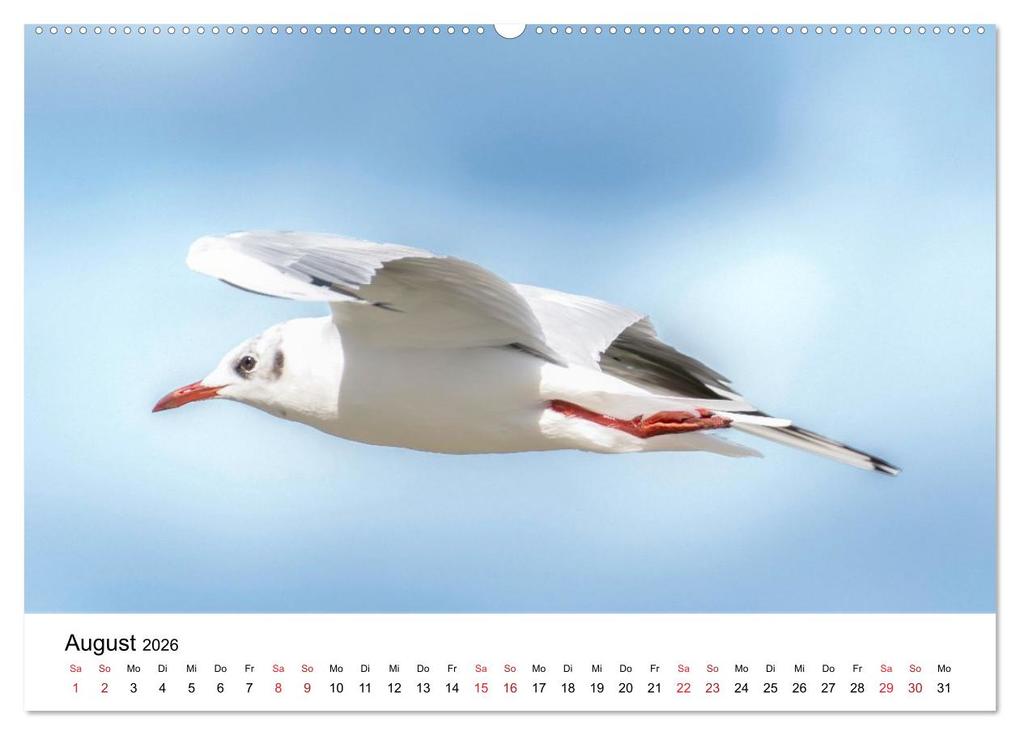 Weitere Ansicht: Wasservögel der Ostsee - Impressionen aus der Lübecker Bucht (Wandkalender 2026 DIN A2 quer), CALVENDO Monatskalender | Fotodesign Kathrin Lewandowski, Calvendo