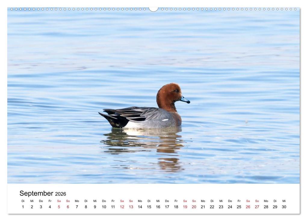 Weitere Ansicht: Wasservögel der Ostsee - Impressionen aus der Lübecker Bucht (Wandkalender 2026 DIN A2 quer), CALVENDO Monatskalender | Fotodesign Kathrin Lewandowski, Calvendo