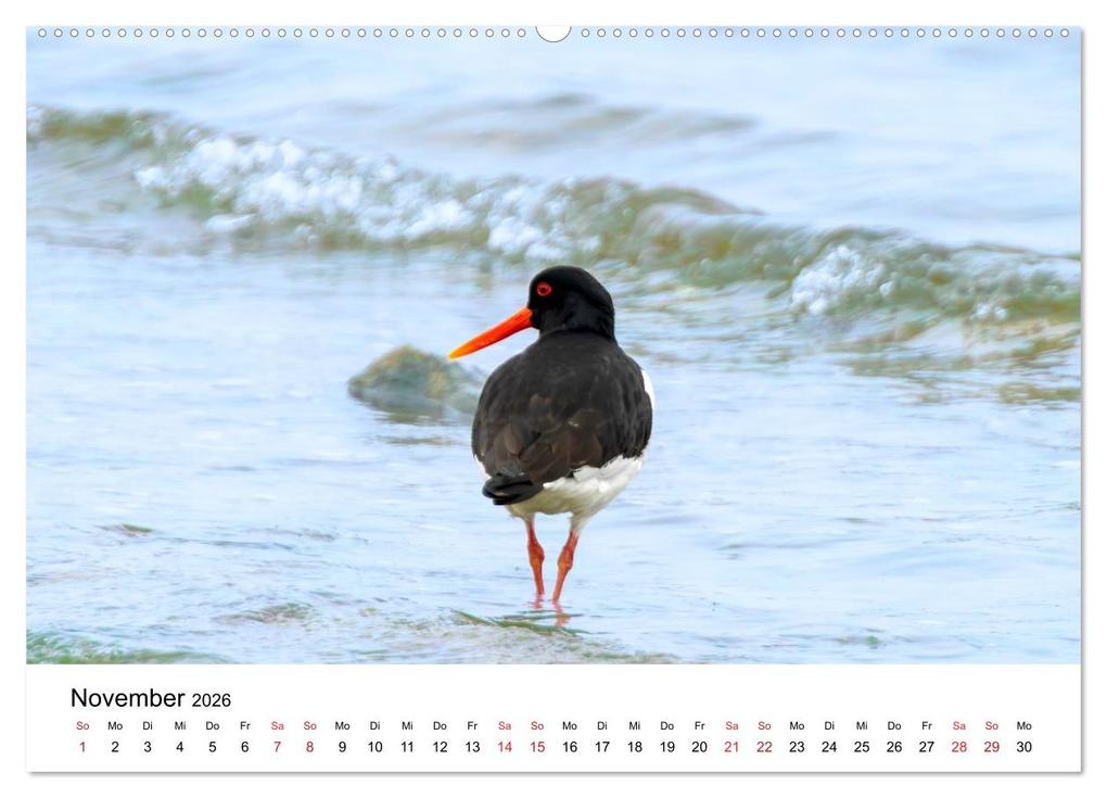 Weitere Ansicht: Wasservögel der Ostsee - Impressionen aus der Lübecker Bucht (Wandkalender 2026 DIN A2 quer), CALVENDO Monatskalender | Fotodesign Kathrin Lewandowski, Calvendo