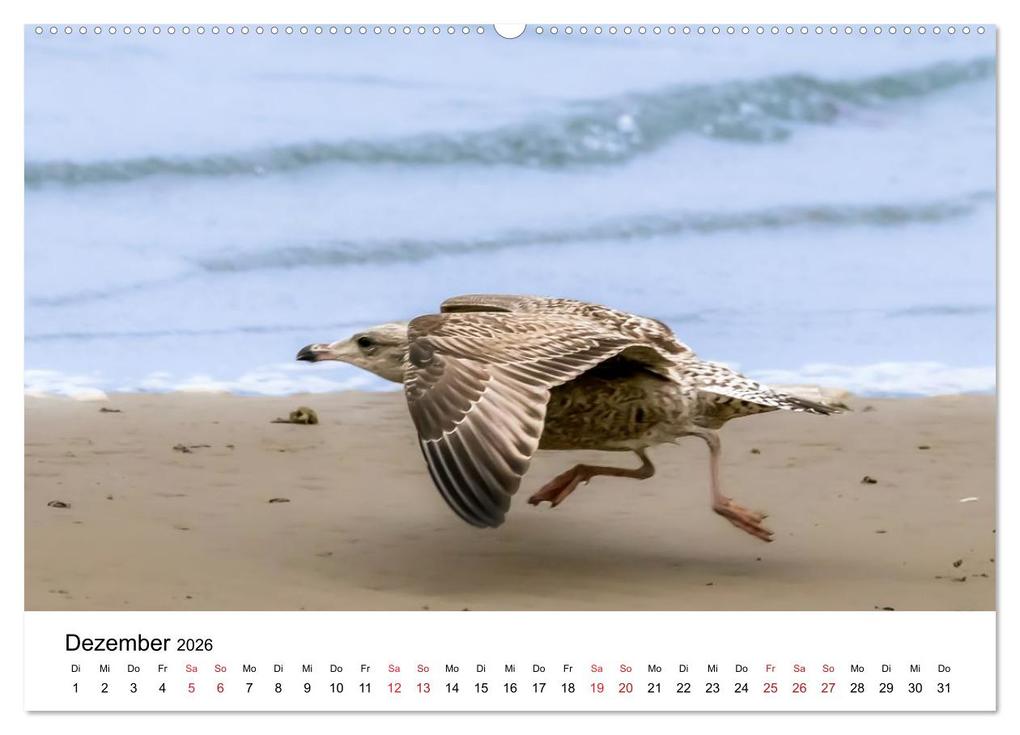Weitere Ansicht: Wasservögel der Ostsee - Impressionen aus der Lübecker Bucht (Wandkalender 2026 DIN A2 quer), CALVENDO Monatskalender | Fotodesign Kathrin Lewandowski, Calvendo
