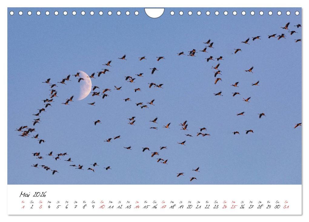 Weitere Ansicht: Kraniche am Schlafplatz - im Naturparadies der Mecklenburgischen Seenplatte (Wandkalender 2026 DIN A4 quer), CALVENDO Monatskalender | André Pretzel - FotoPretzel, Calvendo