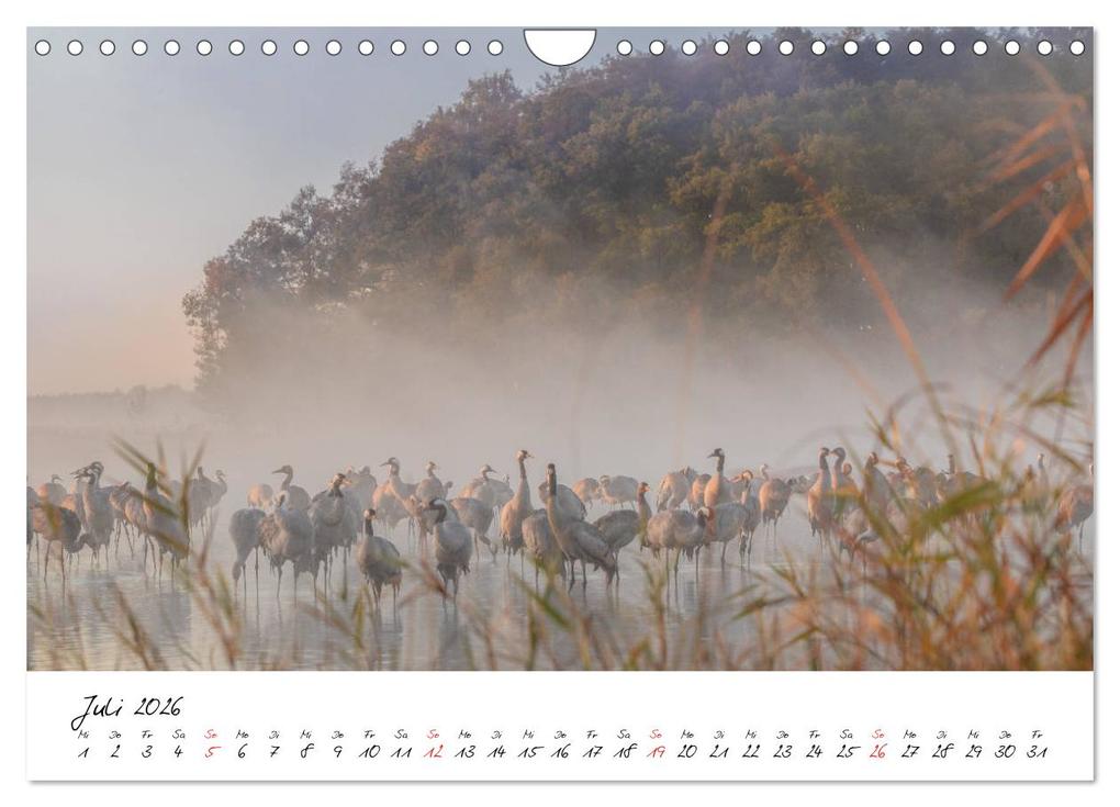 Weitere Ansicht: Kraniche am Schlafplatz - im Naturparadies der Mecklenburgischen Seenplatte (Wandkalender 2026 DIN A4 quer), CALVENDO Monatskalender | André Pretzel - FotoPretzel, Calvendo