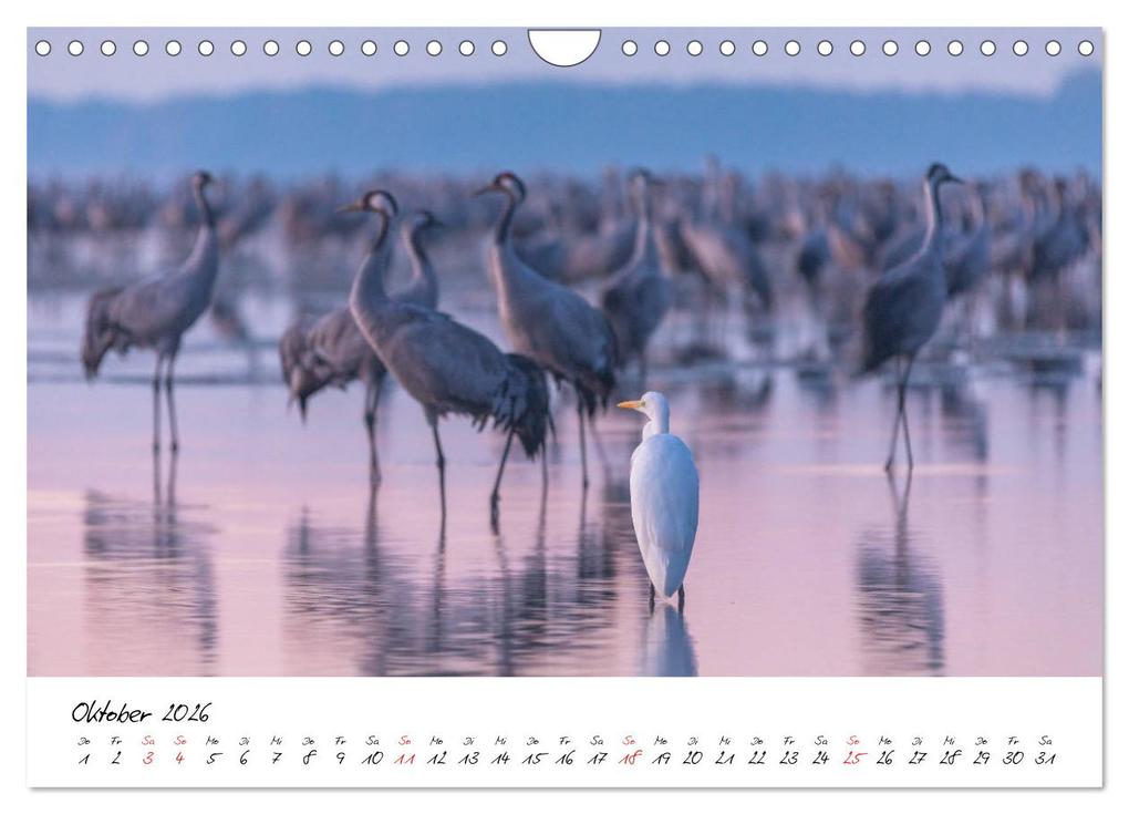Weitere Ansicht: Kraniche am Schlafplatz - im Naturparadies der Mecklenburgischen Seenplatte (Wandkalender 2026 DIN A4 quer), CALVENDO Monatskalender | André Pretzel - FotoPretzel, Calvendo