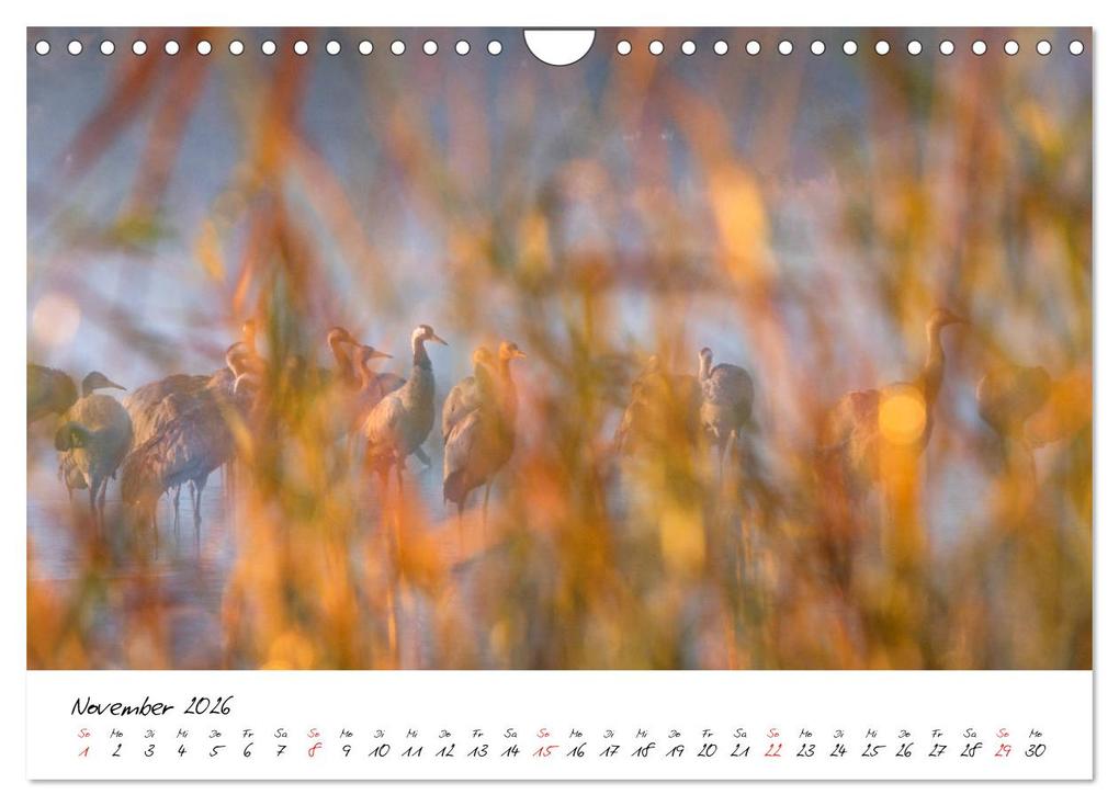 Weitere Ansicht: Kraniche am Schlafplatz - im Naturparadies der Mecklenburgischen Seenplatte (Wandkalender 2026 DIN A4 quer), CALVENDO Monatskalender | André Pretzel - FotoPretzel, Calvendo