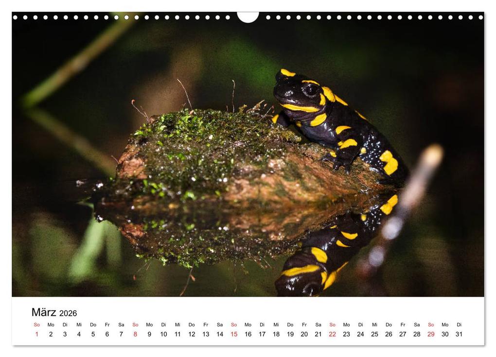 Weitere Ansicht: Unsere heimische Tierwelt (Wandkalender 2026 DIN A3 quer), CALVENDO Monatskalender | Calvendo, Björn Reibert