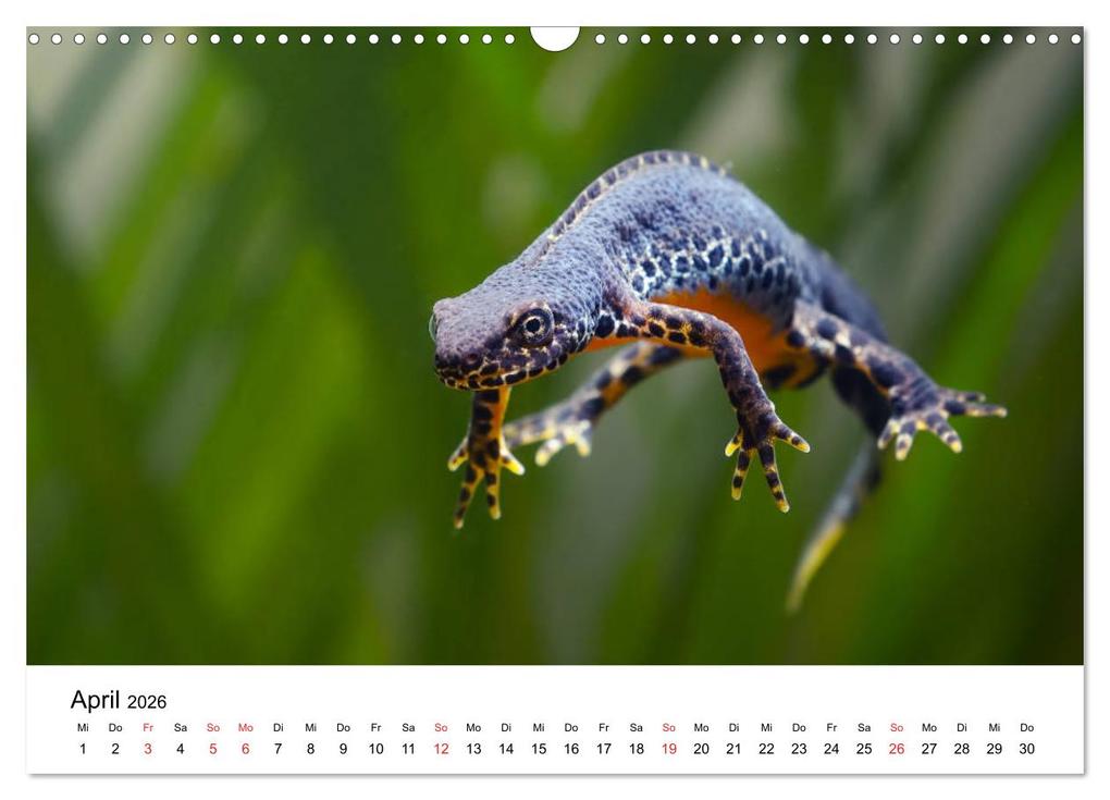 Weitere Ansicht: Unsere heimische Tierwelt (Wandkalender 2026 DIN A3 quer), CALVENDO Monatskalender | Calvendo, Björn Reibert