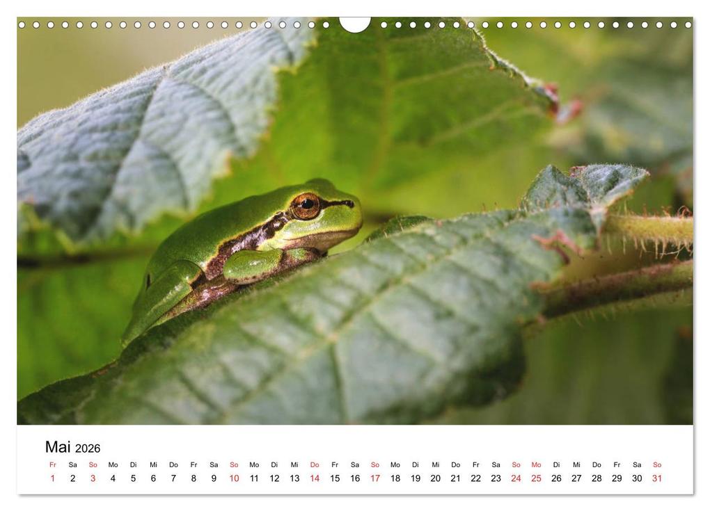 Weitere Ansicht: Unsere heimische Tierwelt (Wandkalender 2026 DIN A3 quer), CALVENDO Monatskalender | Calvendo, Björn Reibert