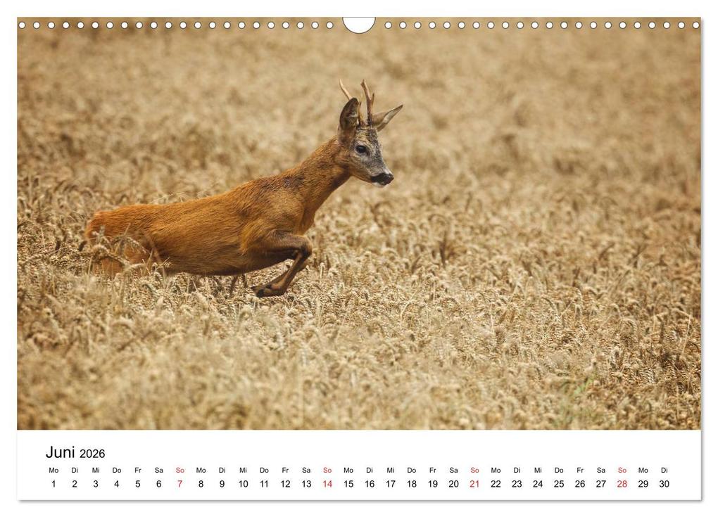 Weitere Ansicht: Unsere heimische Tierwelt (Wandkalender 2026 DIN A3 quer), CALVENDO Monatskalender | Calvendo, Björn Reibert