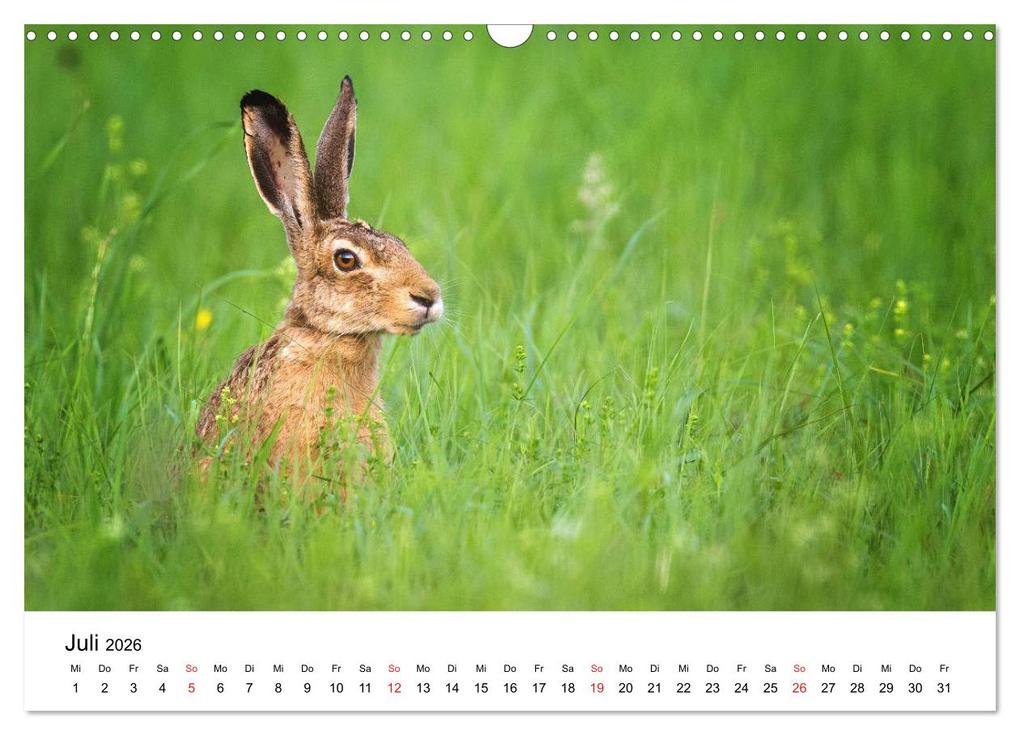 Weitere Ansicht: Unsere heimische Tierwelt (Wandkalender 2026 DIN A3 quer), CALVENDO Monatskalender | Calvendo, Björn Reibert