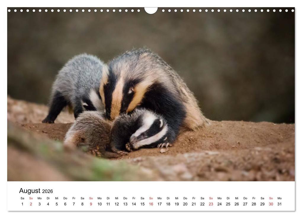 Weitere Ansicht: Unsere heimische Tierwelt (Wandkalender 2026 DIN A3 quer), CALVENDO Monatskalender | Calvendo, Björn Reibert