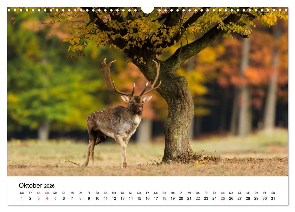 Weitere Ansicht: Unsere heimische Tierwelt (Wandkalender 2026 DIN A3 quer), CALVENDO Monatskalender | Calvendo, Björn Reibert