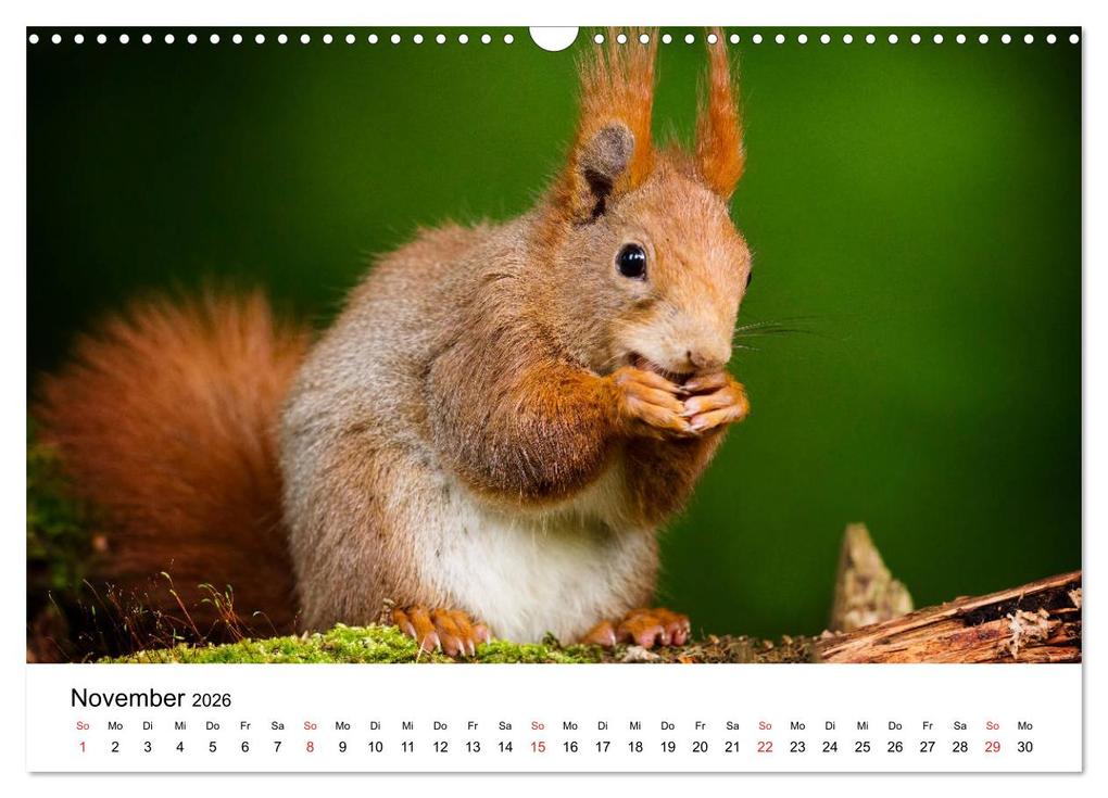 Weitere Ansicht: Unsere heimische Tierwelt (Wandkalender 2026 DIN A3 quer), CALVENDO Monatskalender | Calvendo, Björn Reibert