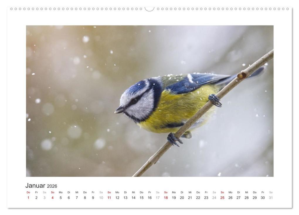 Weitere Ansicht: Gefiederte Gartengäste, Blaumeisen (hochwertiger Premium Wandkalender 2026 DIN A2 quer), Kunstdruck in Hochglanz | Calvendo, Sabine Löwer