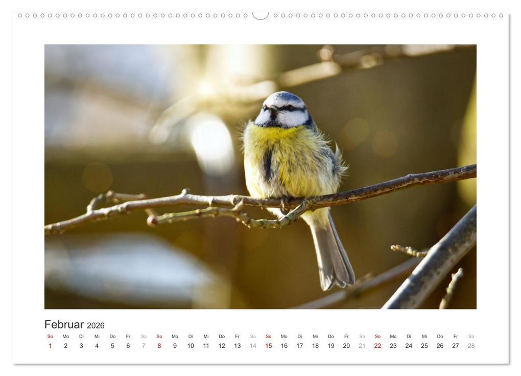 Weitere Ansicht: Gefiederte Gartengäste, Blaumeisen (hochwertiger Premium Wandkalender 2026 DIN A2 quer), Kunstdruck in Hochglanz | Calvendo, Sabine Löwer