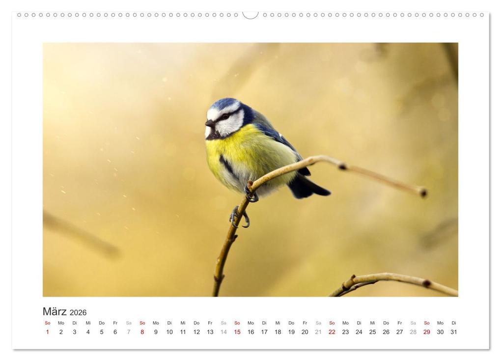 Weitere Ansicht: Gefiederte Gartengäste, Blaumeisen (hochwertiger Premium Wandkalender 2026 DIN A2 quer), Kunstdruck in Hochglanz | Calvendo, Sabine Löwer