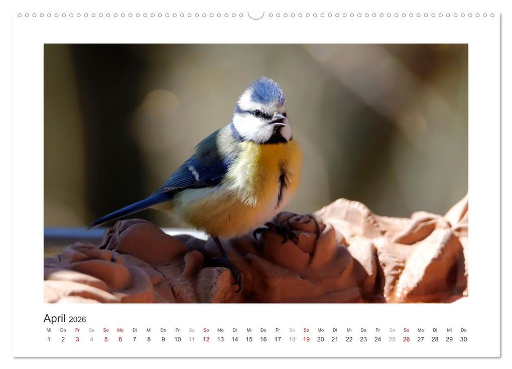 Weitere Ansicht: Gefiederte Gartengäste, Blaumeisen (hochwertiger Premium Wandkalender 2026 DIN A2 quer), Kunstdruck in Hochglanz | Calvendo, Sabine Löwer