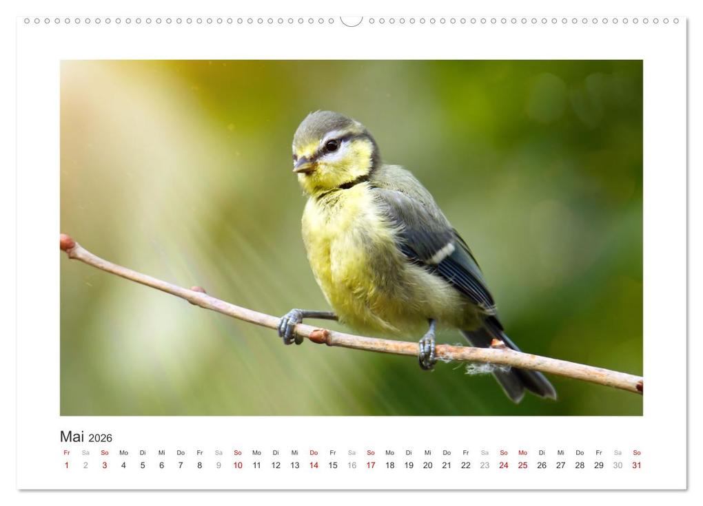 Weitere Ansicht: Gefiederte Gartengäste, Blaumeisen (hochwertiger Premium Wandkalender 2026 DIN A2 quer), Kunstdruck in Hochglanz | Calvendo, Sabine Löwer