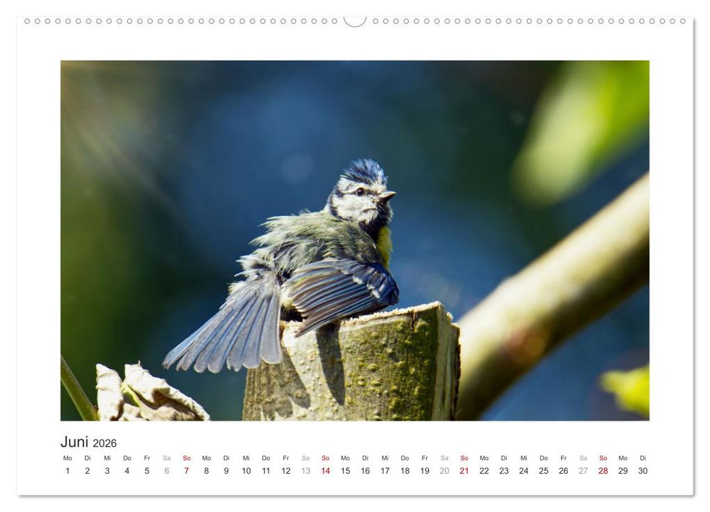 Weitere Ansicht: Gefiederte Gartengäste, Blaumeisen (hochwertiger Premium Wandkalender 2026 DIN A2 quer), Kunstdruck in Hochglanz | Calvendo, Sabine Löwer