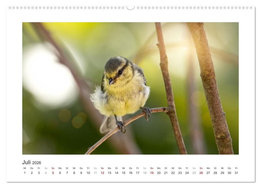 Weitere Ansicht: Gefiederte Gartengäste, Blaumeisen (hochwertiger Premium Wandkalender 2026 DIN A2 quer), Kunstdruck in Hochglanz | Calvendo, Sabine Löwer