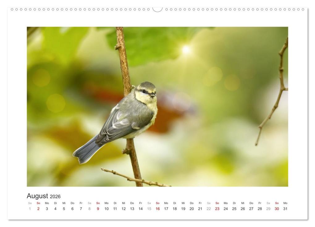 Weitere Ansicht: Gefiederte Gartengäste, Blaumeisen (hochwertiger Premium Wandkalender 2026 DIN A2 quer), Kunstdruck in Hochglanz | Calvendo, Sabine Löwer