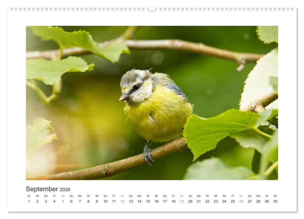 Weitere Ansicht: Gefiederte Gartengäste, Blaumeisen (hochwertiger Premium Wandkalender 2026 DIN A2 quer), Kunstdruck in Hochglanz | Calvendo, Sabine Löwer