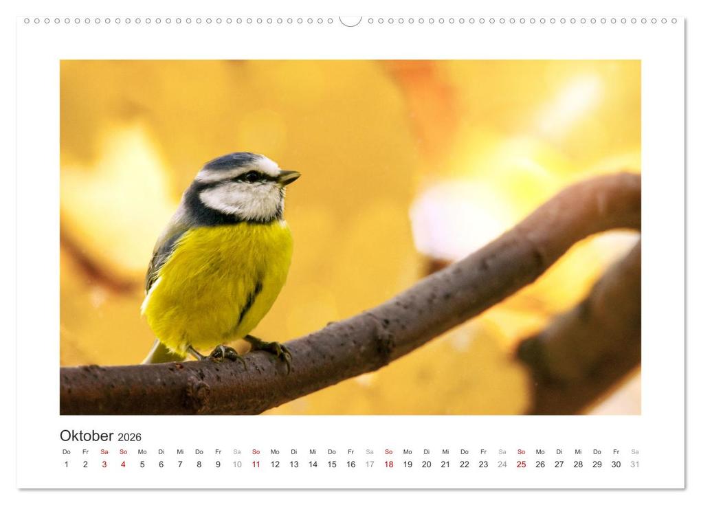 Weitere Ansicht: Gefiederte Gartengäste, Blaumeisen (hochwertiger Premium Wandkalender 2026 DIN A2 quer), Kunstdruck in Hochglanz | Calvendo, Sabine Löwer