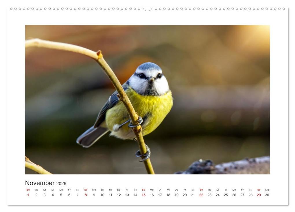 Weitere Ansicht: Gefiederte Gartengäste, Blaumeisen (hochwertiger Premium Wandkalender 2026 DIN A2 quer), Kunstdruck in Hochglanz | Calvendo, Sabine Löwer