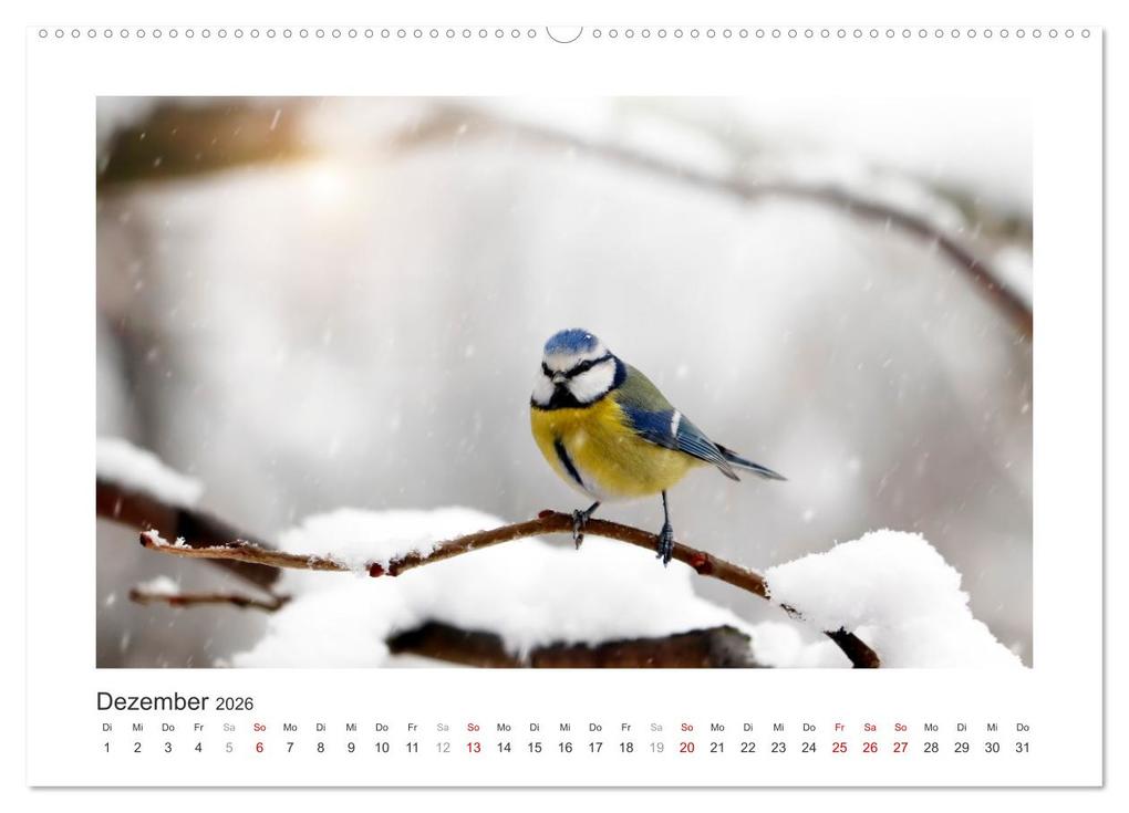 Weitere Ansicht: Gefiederte Gartengäste, Blaumeisen (hochwertiger Premium Wandkalender 2026 DIN A2 quer), Kunstdruck in Hochglanz | Calvendo, Sabine Löwer