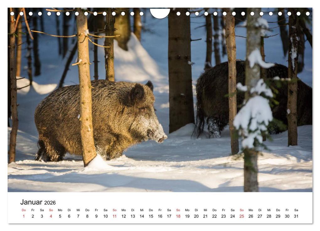 Weitere Ansicht: Unsere heimische Tierwelt (Wandkalender 2026 DIN A4 quer), CALVENDO Monatskalender | Calvendo, Björn Reibert