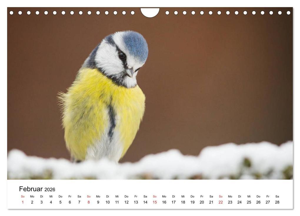 Weitere Ansicht: Unsere heimische Tierwelt (Wandkalender 2026 DIN A4 quer), CALVENDO Monatskalender | Calvendo, Björn Reibert