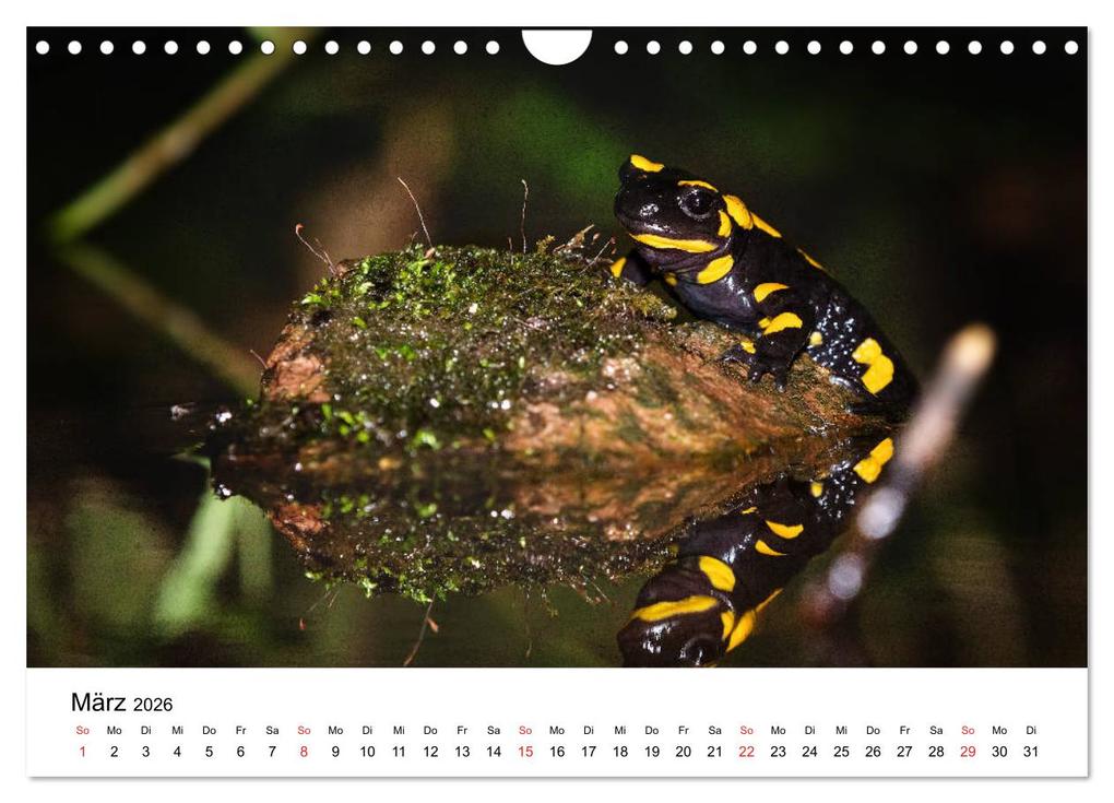 Weitere Ansicht: Unsere heimische Tierwelt (Wandkalender 2026 DIN A4 quer), CALVENDO Monatskalender | Calvendo, Björn Reibert