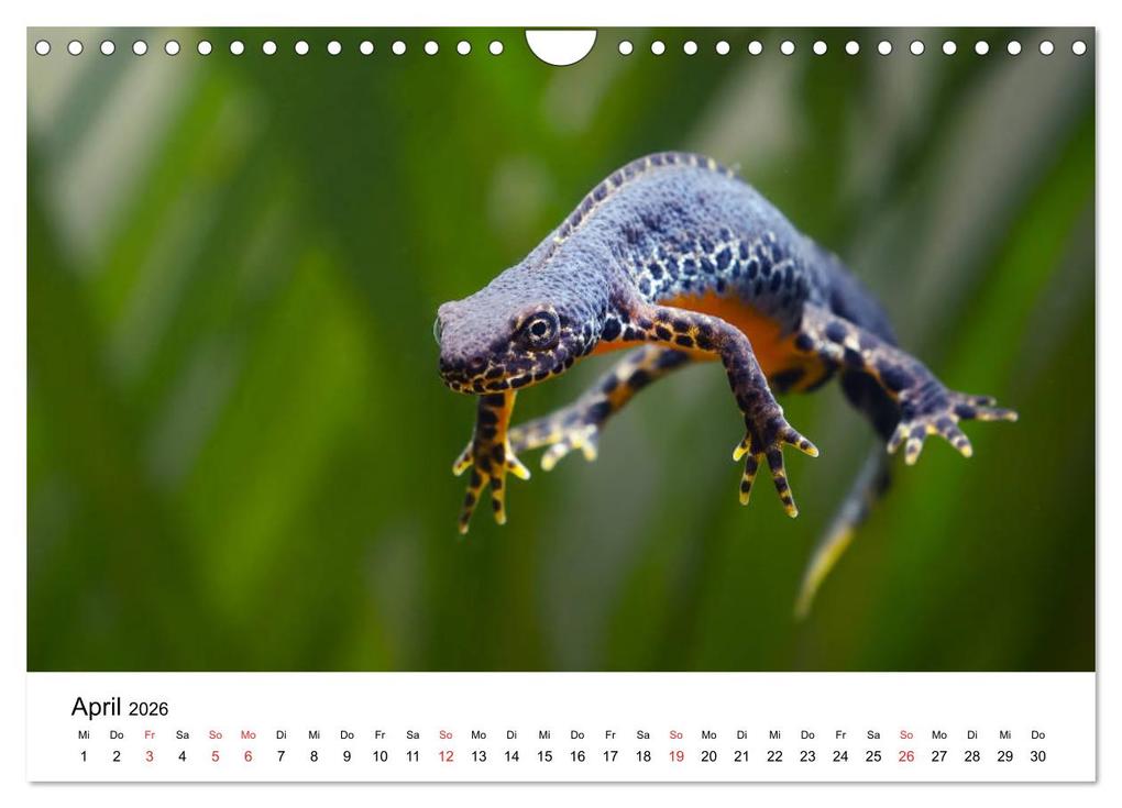 Weitere Ansicht: Unsere heimische Tierwelt (Wandkalender 2026 DIN A4 quer), CALVENDO Monatskalender | Calvendo, Björn Reibert