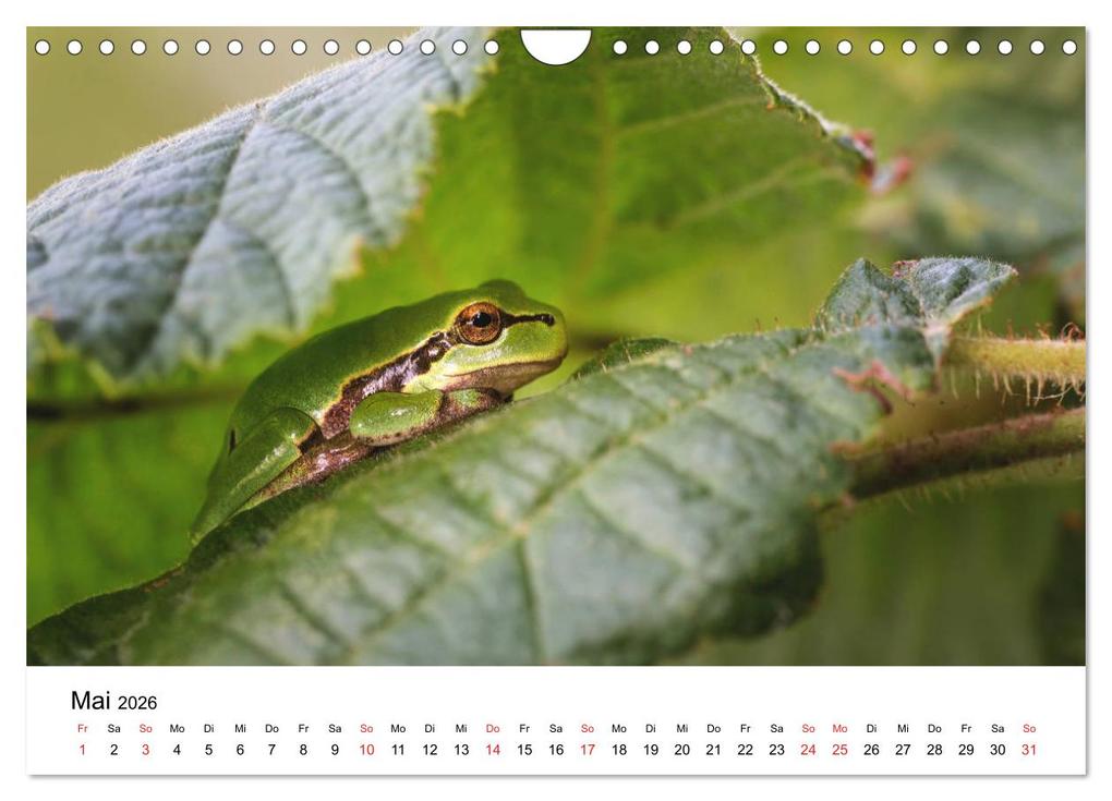 Weitere Ansicht: Unsere heimische Tierwelt (Wandkalender 2026 DIN A4 quer), CALVENDO Monatskalender | Calvendo, Björn Reibert
