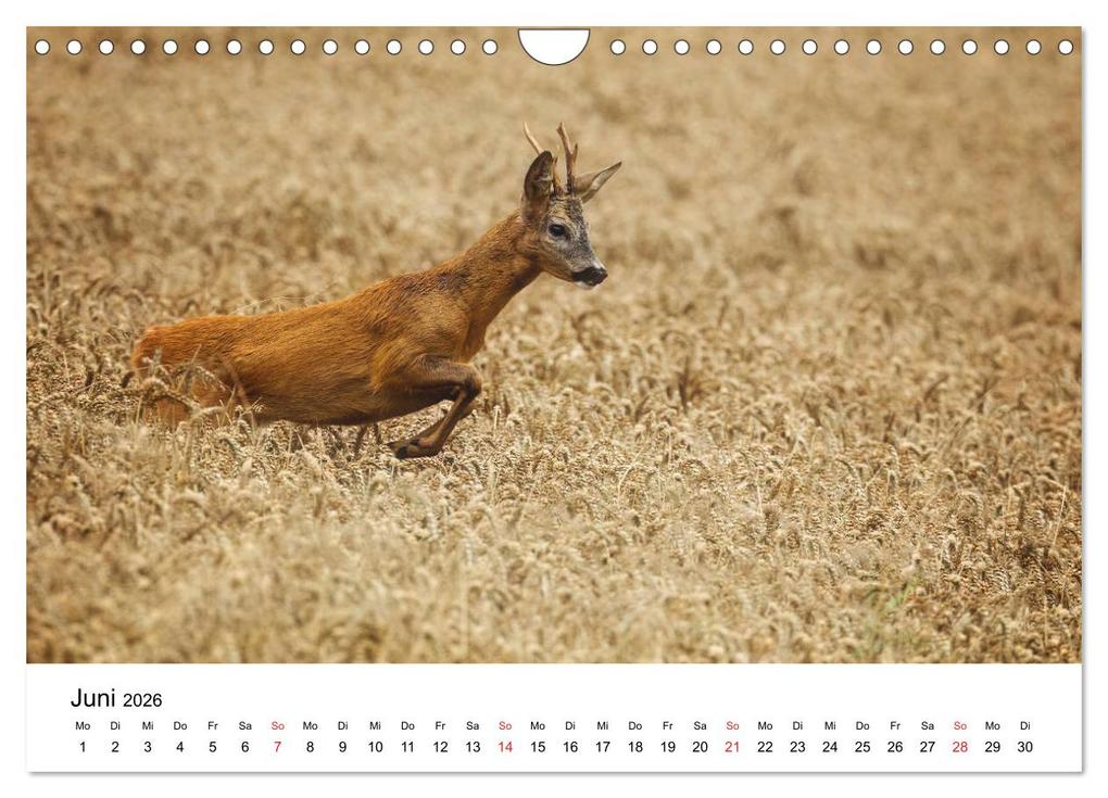 Weitere Ansicht: Unsere heimische Tierwelt (Wandkalender 2026 DIN A4 quer), CALVENDO Monatskalender | Calvendo, Björn Reibert
