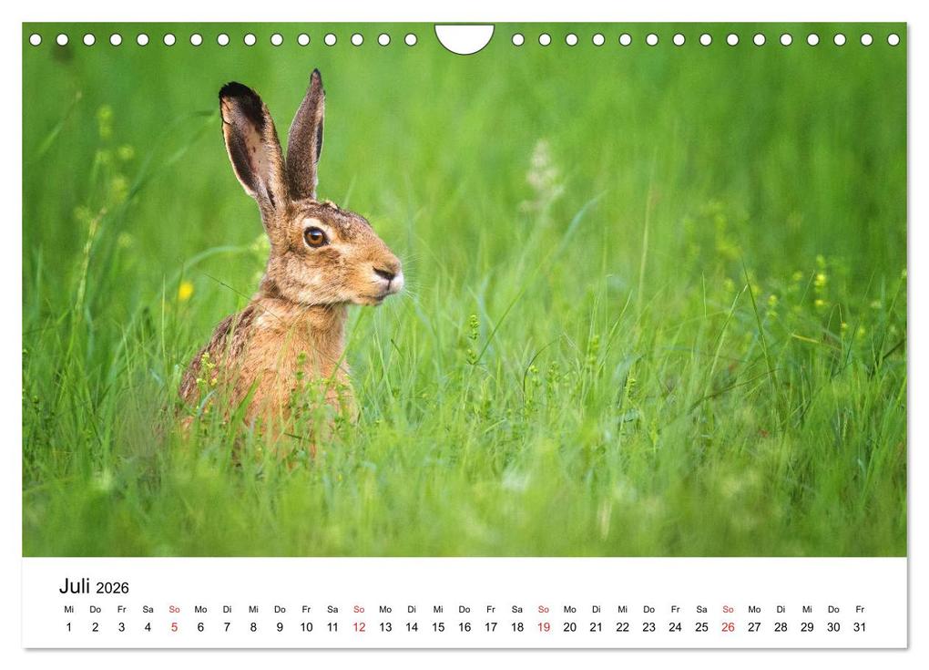 Weitere Ansicht: Unsere heimische Tierwelt (Wandkalender 2026 DIN A4 quer), CALVENDO Monatskalender | Calvendo, Björn Reibert