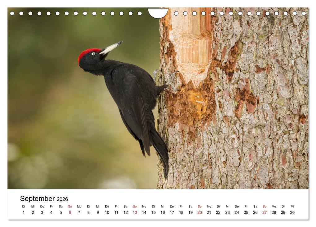 Weitere Ansicht: Unsere heimische Tierwelt (Wandkalender 2026 DIN A4 quer), CALVENDO Monatskalender | Calvendo, Björn Reibert