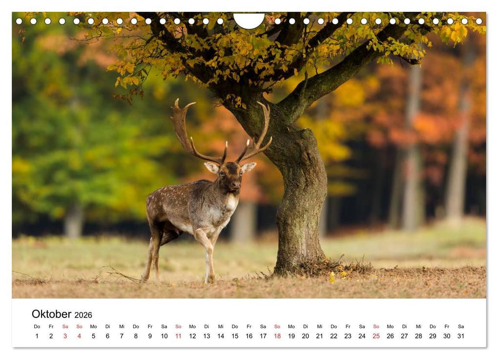 Weitere Ansicht: Unsere heimische Tierwelt (Wandkalender 2026 DIN A4 quer), CALVENDO Monatskalender | Calvendo, Björn Reibert