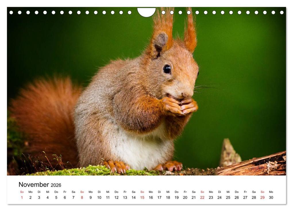 Weitere Ansicht: Unsere heimische Tierwelt (Wandkalender 2026 DIN A4 quer), CALVENDO Monatskalender | Calvendo, Björn Reibert
