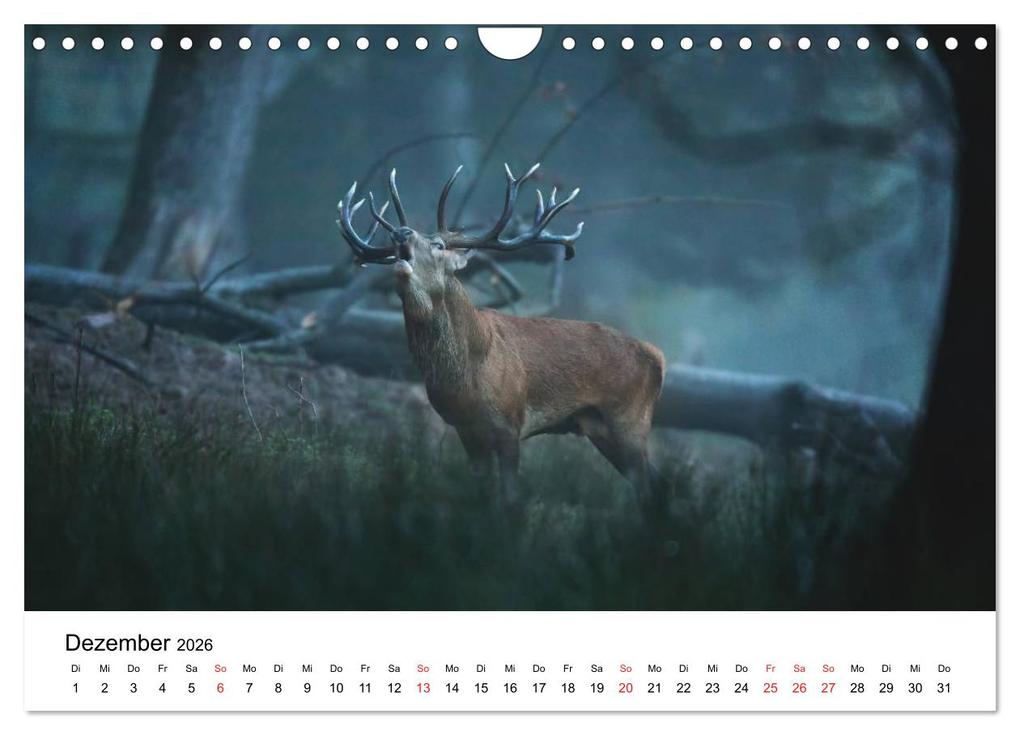 Weitere Ansicht: Unsere heimische Tierwelt (Wandkalender 2026 DIN A4 quer), CALVENDO Monatskalender | Calvendo, Björn Reibert