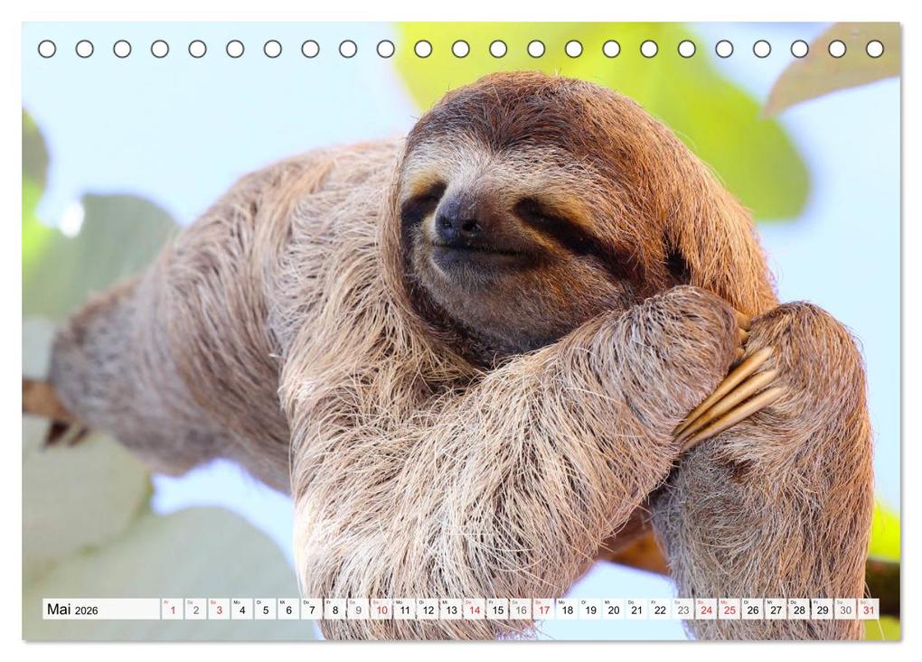 Weitere Ansicht: Hallo! Aufwachen! Kann bitte mal jemand das Faultier wecken? (Tischkalender 2026 DIN A5 quer), CALVENDO Monatskalender | Calvendo, Rose Hurley