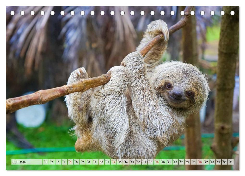 Weitere Ansicht: Hallo! Aufwachen! Kann bitte mal jemand das Faultier wecken? (Tischkalender 2026 DIN A5 quer), CALVENDO Monatskalender | Calvendo, Rose Hurley
